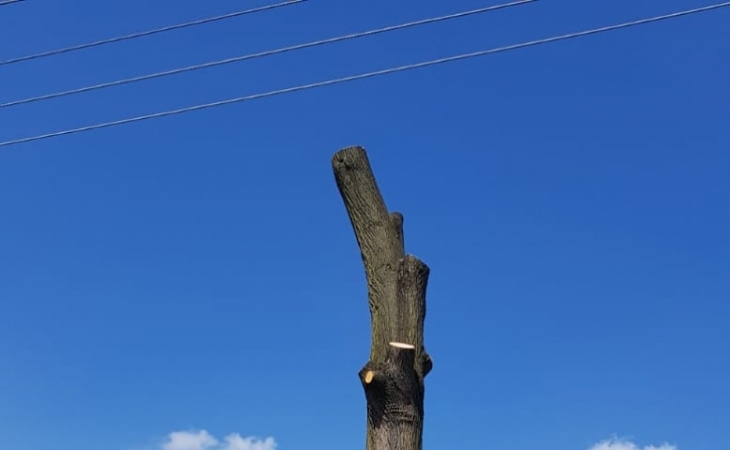 Schreiber_kaceni_stromu_plosina.jpg